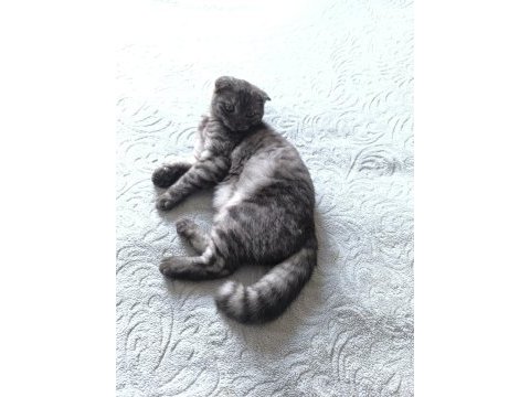 Yavru kedilerimize iyi bir yuva arıyoruz