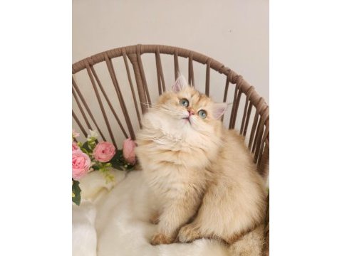 Golden british longhair güzeller güzeli̇ yavrular