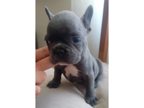 Blue french bulldog yavrular