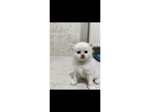 Safkan beyaz 2 adet erkek british longhair yavrusu