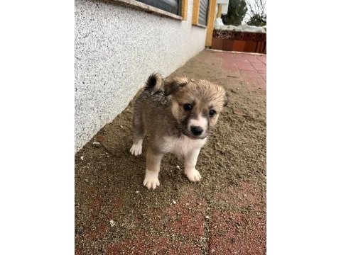 Kırma husky