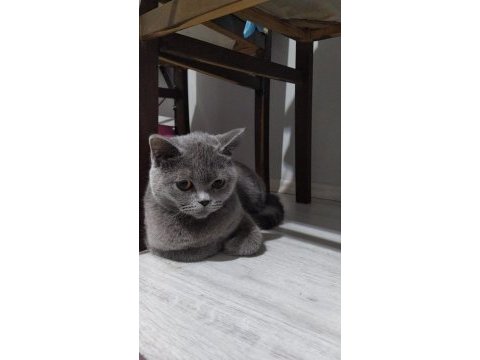 Yetişkin dişi british shorthair sahiplendirme