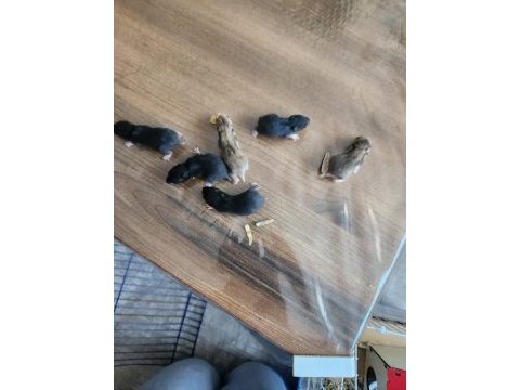 2 mayıs ve 5 mayıs hamsterlarımız sahiplendirilecektir