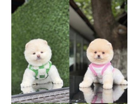 Ayıcık surat pomeranian boo bebekler