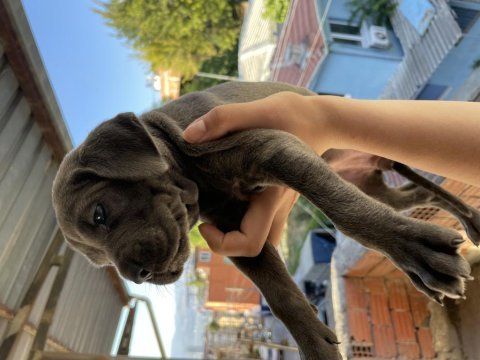 Blue & lilac dev cane corso yavrular