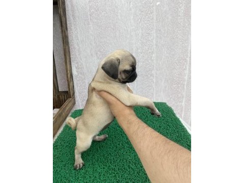 Pug mops yavrular sıfır burun gül kuyruk