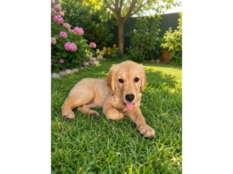 Irk ve sağlık garanti orjinal king golden retriever