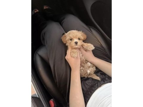 Irk ve sağlık garantili maltipoo bebekler