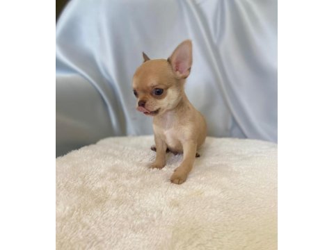 Karamel chihuahua (şivava) kardeşler
