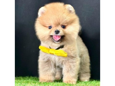 Safkan pomeranian boo bebekler