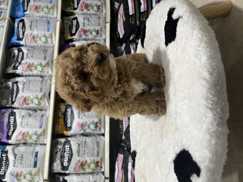 Irkının en güzel örnekleri maltipoo bebekler