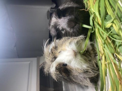 Ücretsiz uysal 2 guinea pig