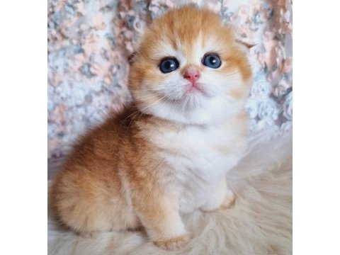 Top kafa golden scottish fold shorthair 