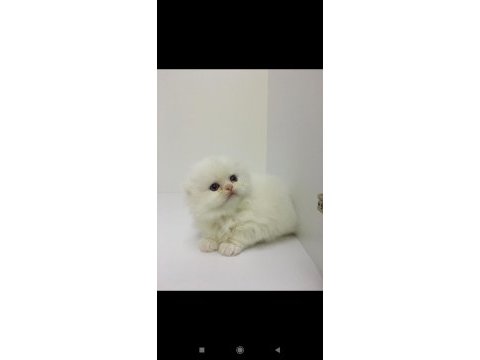 Scottish fold longhair dişi mavi gözlü