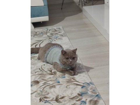 British shorthair erkek 7 aylık