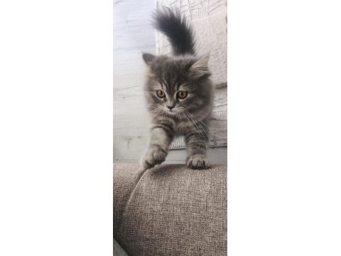 Pofuduk şivava kızım uysal aşırı güzel huylu