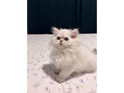 Safkan british longhair dişi bebek
