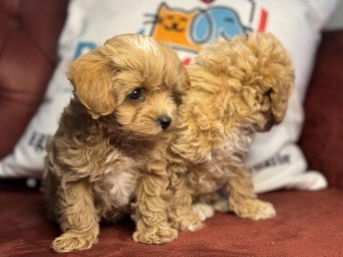 Wc eğitimli maltipoo yavrular ziyarete açık