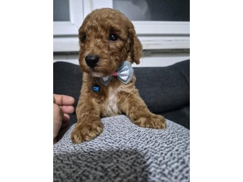Toy poodle yavrular tuvalet eğitimli