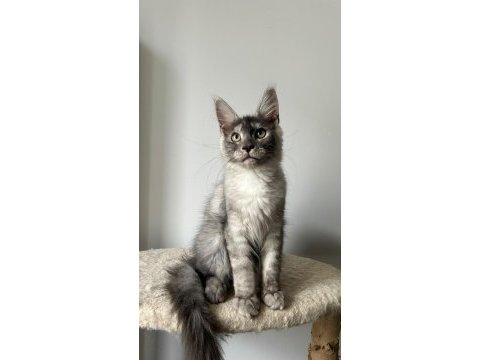 Black silver güzeli ıce maine coon