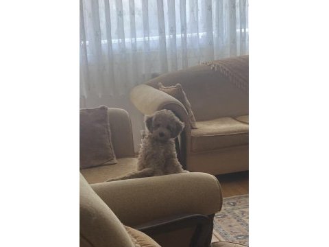 Poodle kızımızı sahiplendiriyoruz