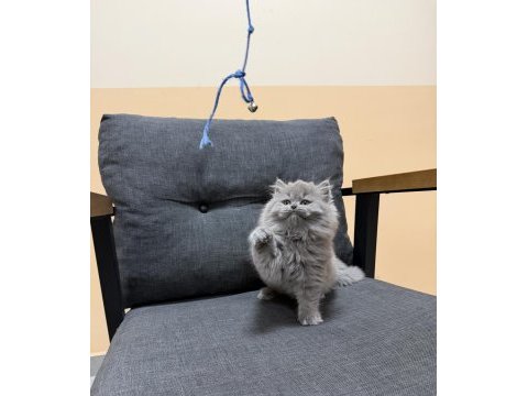 British longhair yavru kedimiz