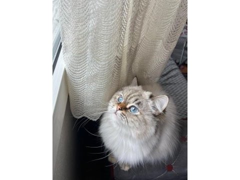 Çok nadir mavi gözlü golden yavru kediler