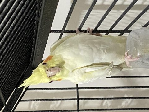 Albino lutino sultan papağanı