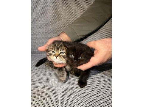 Tatlı scottish fold yavrularımız