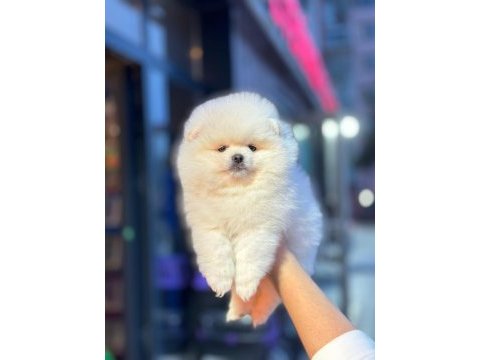 Pomeranian boo ayıcık surat biblolar