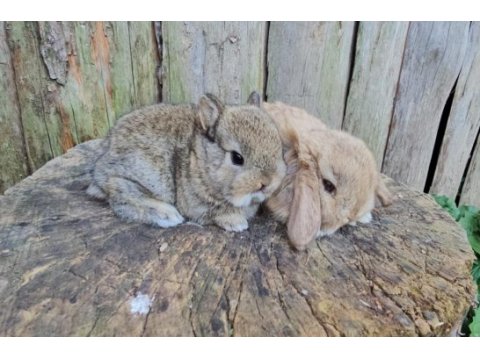 Mini lop ve cüce tavşan bebeklerimiz