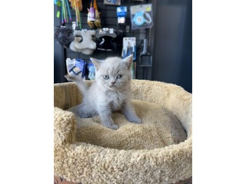 Lilac british shorthair