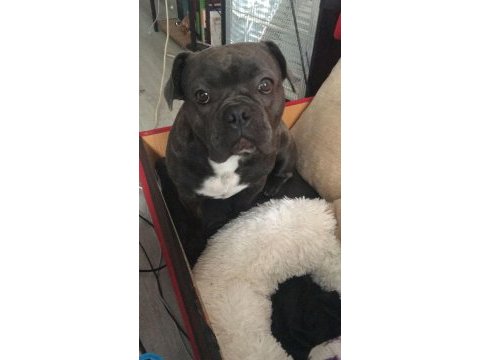 Blue tan french bulldog kızım yeni yuvasını arıyor