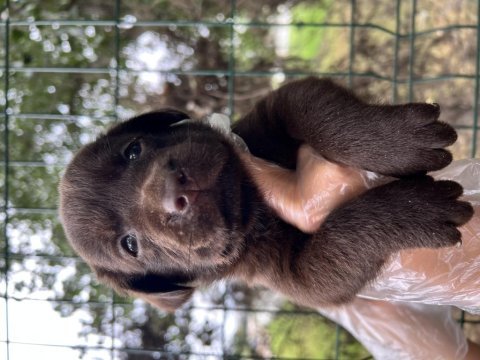 Sevimli ırk garantili labrador yavrular