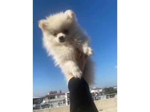 Pomeranian boo 3 aylık yavrularımız