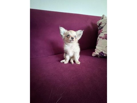 Merle şivava yavruları erkek ve dişi