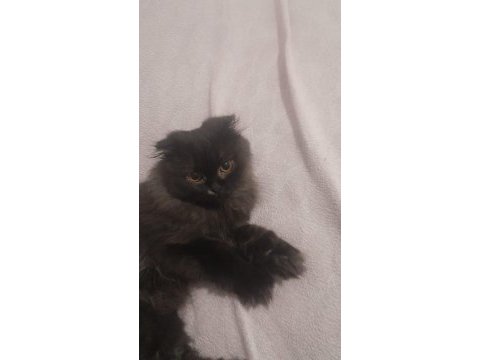 2 aylık british longhair kızımız