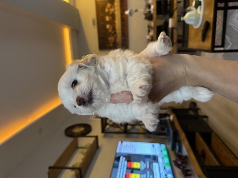 Oldukça sevimli malta terrier