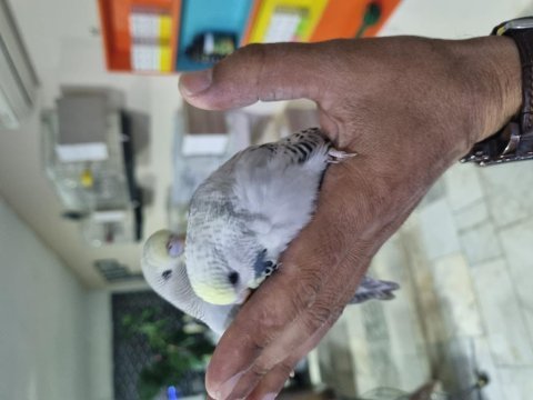 Ele alıştırmalık yeme alışık yeni muhabbet yavrular