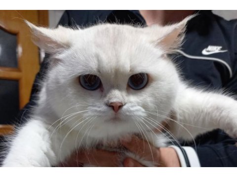 11 aylık şecereli mavi gözlü silver british shorthair dişi