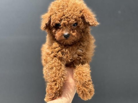Ankaranın yasal ruhsatlı çiftliğinden toy poodle