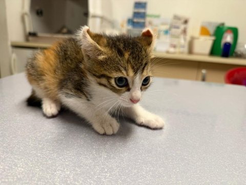 2 aylık calico cinsi bebek