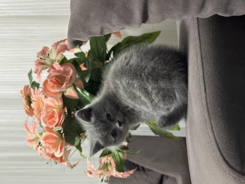Kendi yavrularımız lilac ve gri renk british shorthair