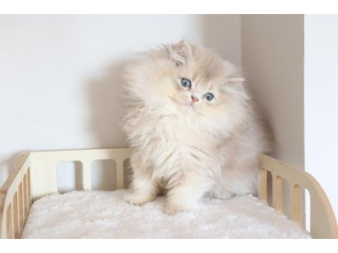 Safkan ay11 pofuduk british longhair