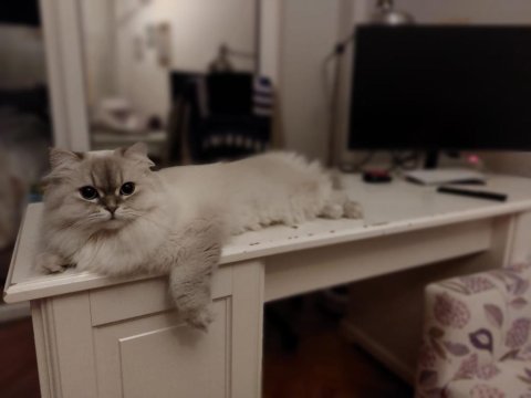 British longhair kedim karameli sahiplendirmek istiyorum