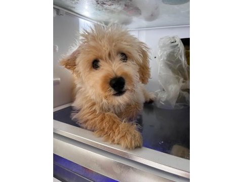 Maltese terrier cinsi köpeğimi sahiplendiriyorum