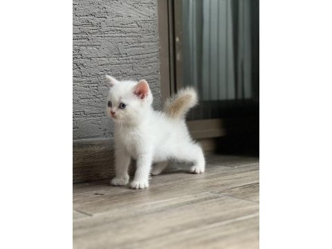 Erkek british shorthair güzel yavru