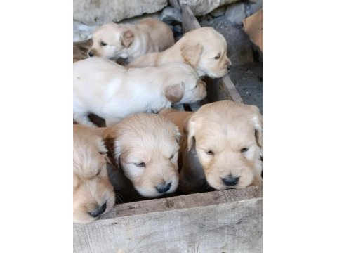 Bebek yüz golden retriever yavrular için geç kalmayın