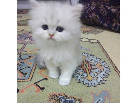 Son bir dişi pamuk british longhair