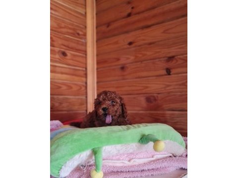 Red brown toy poodle yavru